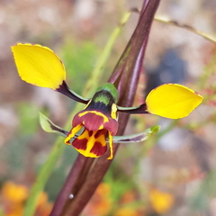 Diuris semilunulata