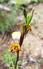 Diuris semilunulata