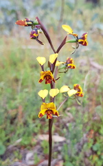 Diuris semilunulata