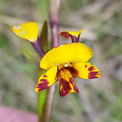 Diuris semilunulata