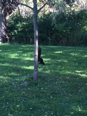 Sciurus carolinensis