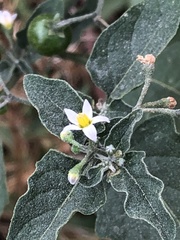 Solanum