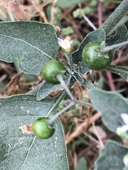 Solanum