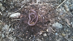 Carphophis amoenus amoenus