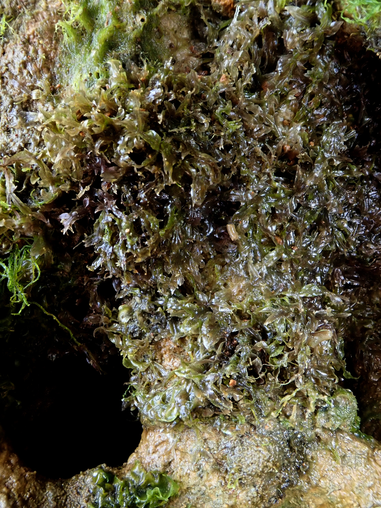 Caloglossa vieillardii