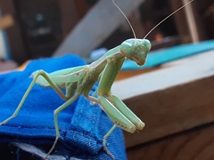 Schizomantodea
