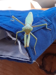 Schizomantodea