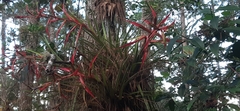 Tillandsia standleyi