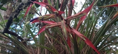 Tillandsia standleyi