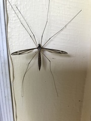 Tipula caloptera