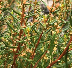 Gyrostemon australasicus