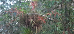 Tillandsia standleyi