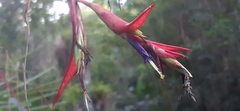 Tillandsia standleyi