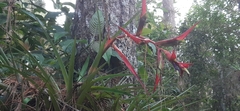 Tillandsia standleyi
