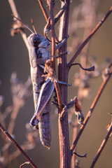 Melanoplus cinereus