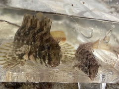 Hypsoblennius gilberti