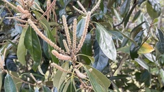 Lithocarpus edulis