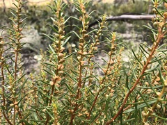 Gyrostemon australasicus