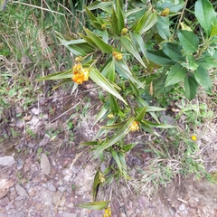 Elleanthus aurantiacus