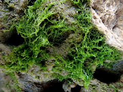 Ulva compressa