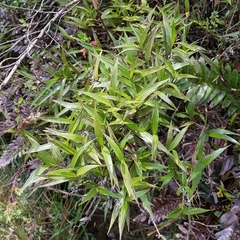 Elleanthus aurantiacus