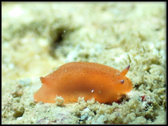 Dendrodoris guttata