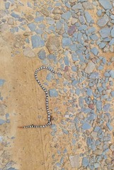 Calliophis intestinalis