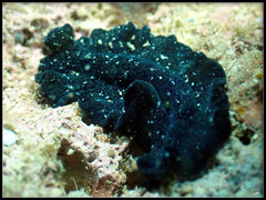 Pseudobiceros stellae