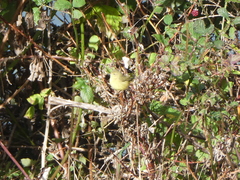 Leiothlypis celata lutescens