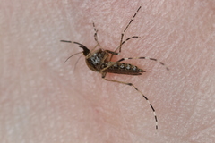 Aedes sollicitans