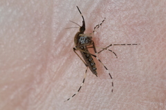 Aedes sollicitans