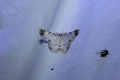 Epimecis diffundaria