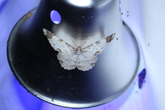 Epimecis diffundaria