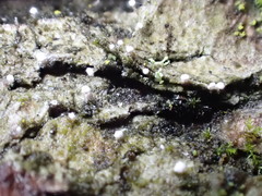 Dictyocatenulata alba