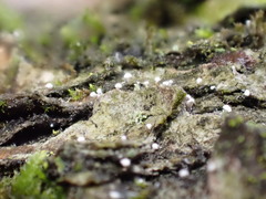 Dictyocatenulata alba