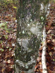 Dictyocatenulata alba