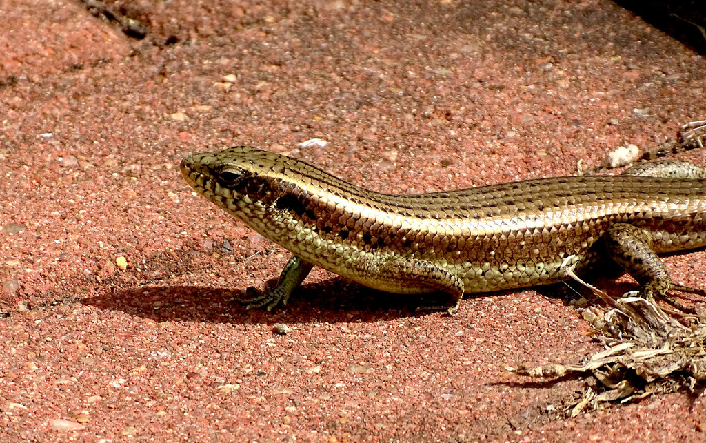 Longtail Mabuya (Eutropis longicaudata)