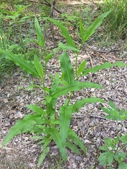 Rumex altissimus