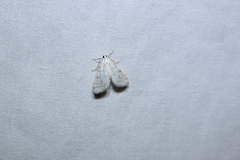 Neurophyseta