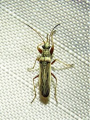 Paromius longulus