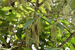 Myriocarpa stipitata