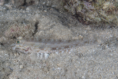 Macrodontogobius wilburi