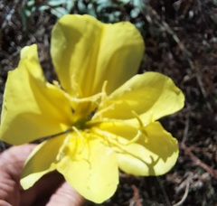 Oenothera jamesii