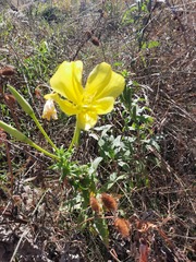 Oenothera jamesii
