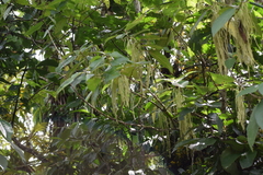 Myriocarpa stipitata
