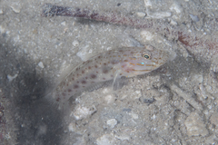 Ctenogobiops crocineus