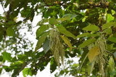 Myriocarpa stipitata