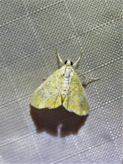 Xanthophysa psychicalis