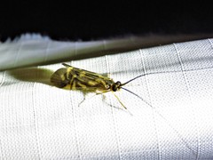 Macrostemum carolina