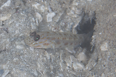 Ctenogobiops crocineus